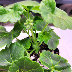 페르세포네 제라늄