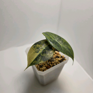 알로카시아 세데니 옐로