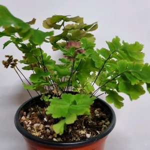 아디안텀 바이컬러