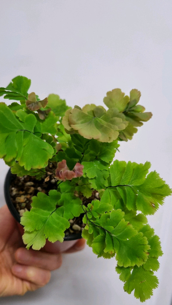 아디안텀 바이컬러--1