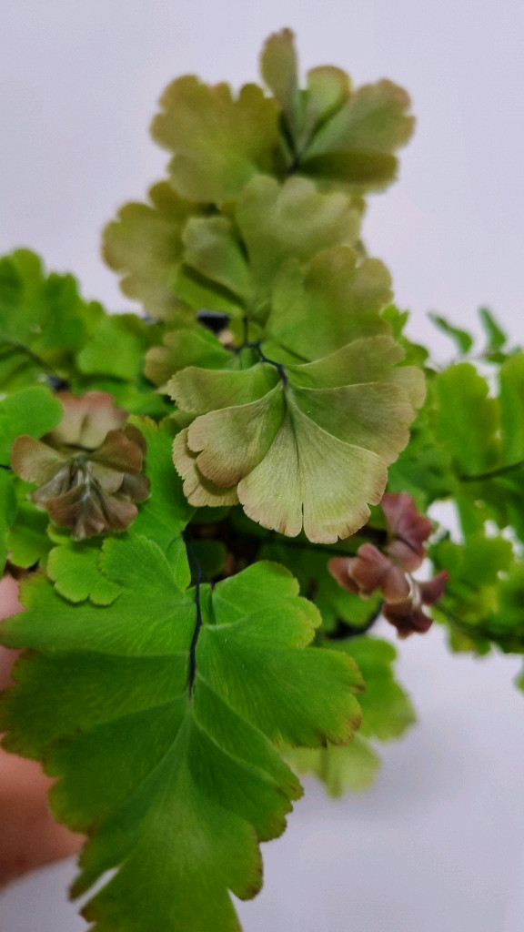 아디안텀 바이컬러--2