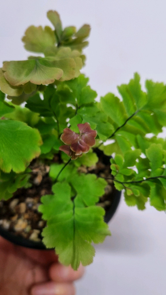 아디안텀 바이컬러--3