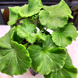 디아즈 포르투나 제라늄