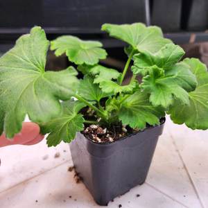 카이로 장미 제라늄