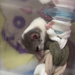 피그미다람쥐 햄스터 케이지 사육장 용품 나눔받습니다 이미지