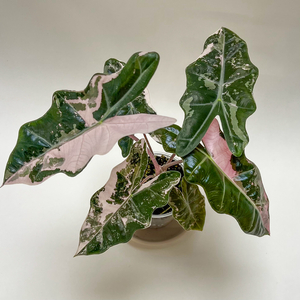 알로카시아 푸세이도 산데리아나 핑크바리에가타