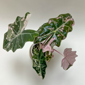 알로카시아 푸세이도 산데리아나 핑크바리에가타