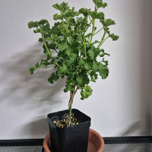 제라늄 콴탁메이