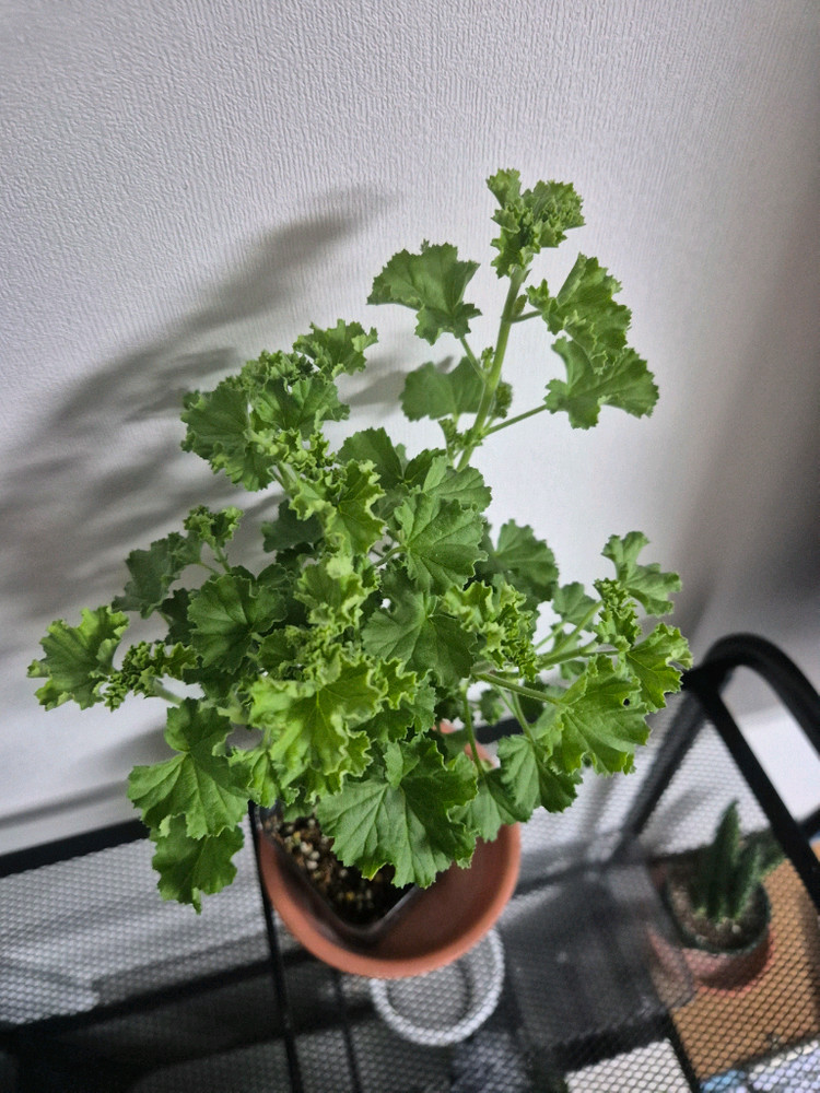 제라늄 콴탁메이--1