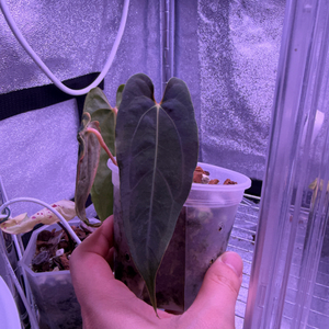 안스리움 rl (jv) clone