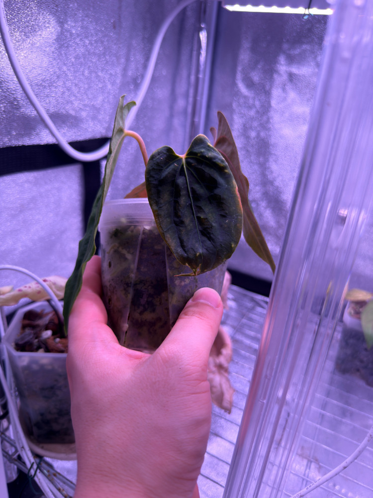 안스리움 rl (jv) clone--1