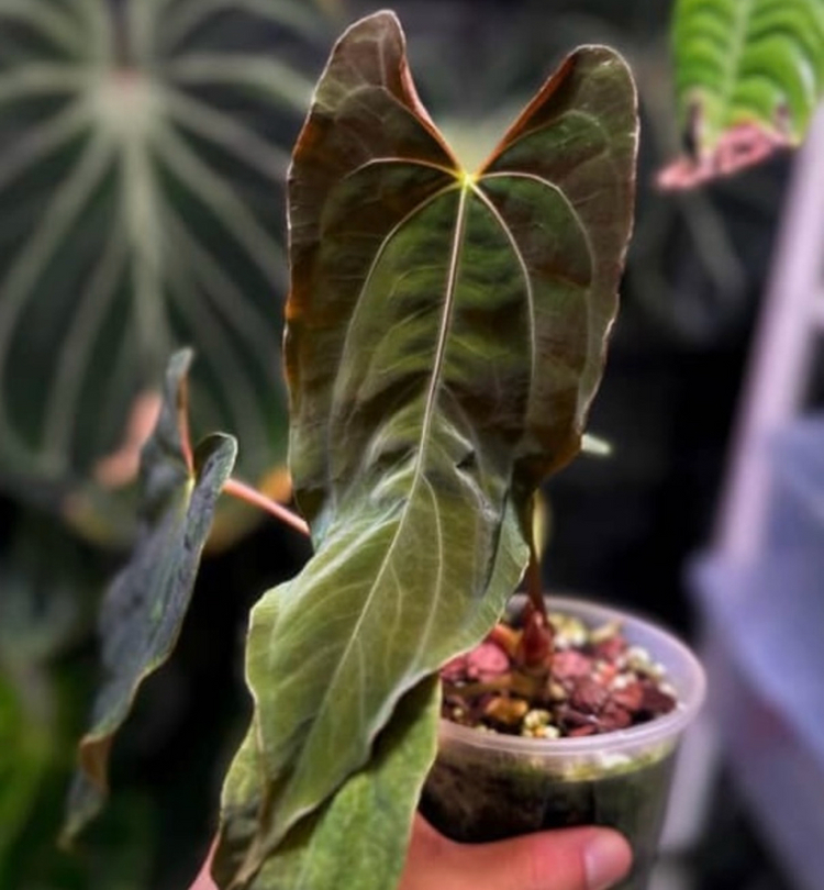 안스리움 rl (jv) clone--3