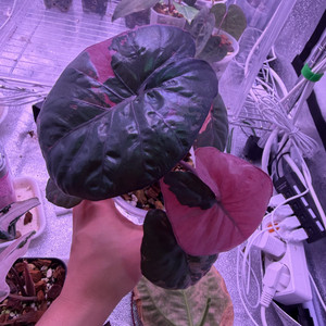 알로카시아 세렌디피티 바리