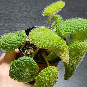 동글동글베고니아))스타우디