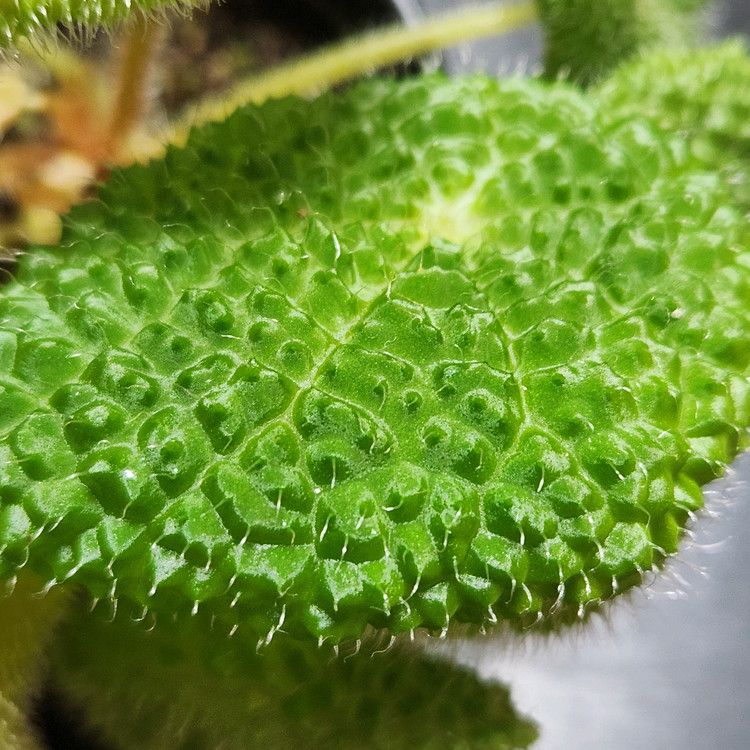 동글동글베고니아))스타우디--1