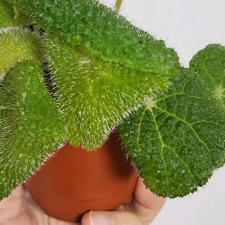 동글동글베고니아))스타우디--2