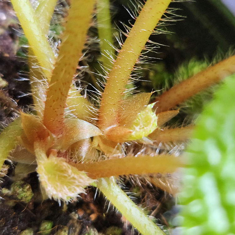 동글동글베고니아))스타우디--3