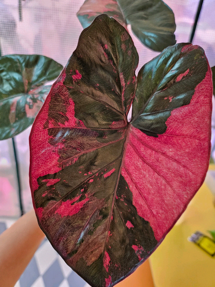 알로카시아 세렌디피티 바리에가타<안스 호야x>--4