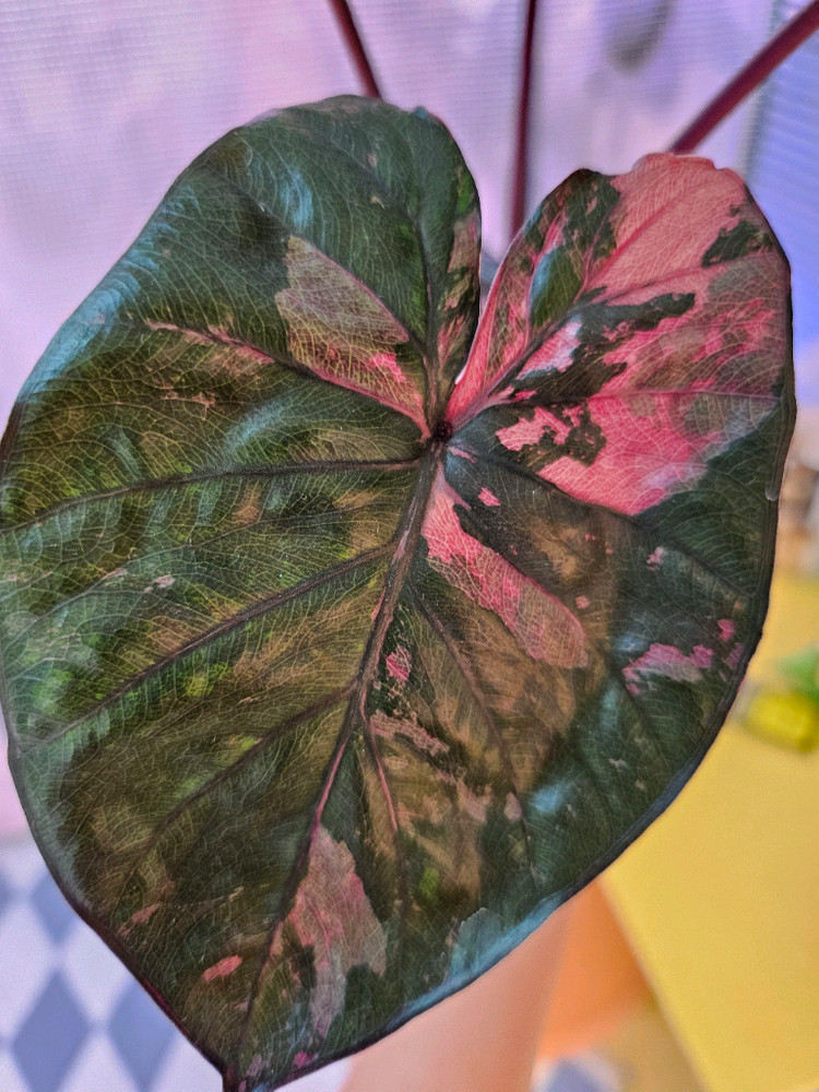 알로카시아 세렌디피티 바리에가타<안스 호야x>--5