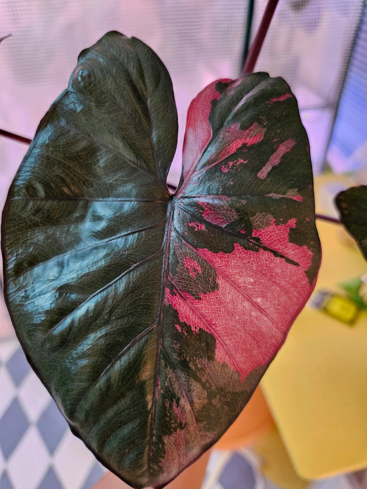 알로카시아 세렌디피티 바리에가타<안스 호야x>--6