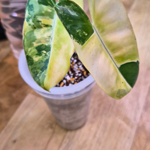 필로덴드론 버랄막스바리에가타