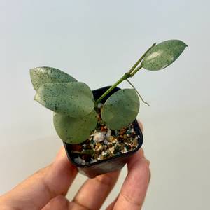 호야 라쿠노사 민트코인