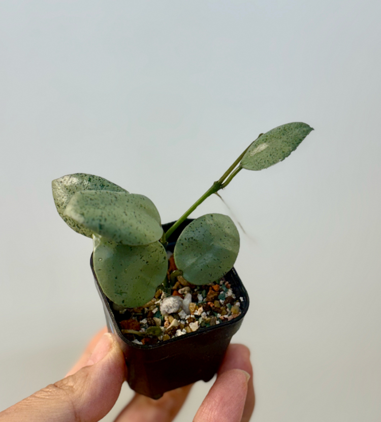 호야 라쿠노사 민트코인--1