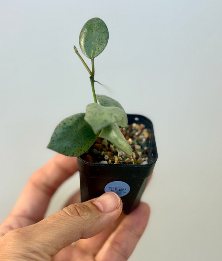 호야 라쿠노사 민트코인--2