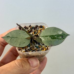 호야 라쿠노사 레오파드스킨