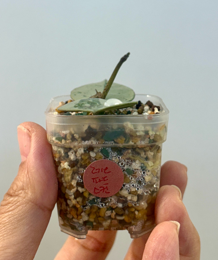 호야 라쿠노사 레오파드스킨--1