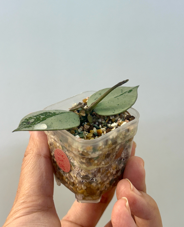 호야 라쿠노사 레오파드스킨--3