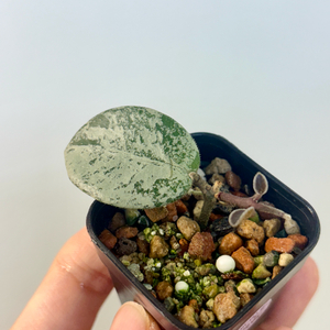 호야 마틸드 실버