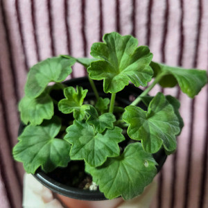 제라늄 블루피오니스타 외 4종