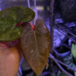 안스리움 골리앗 파필라리넘 퍼플