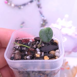 호야 서펜스실버 #특가