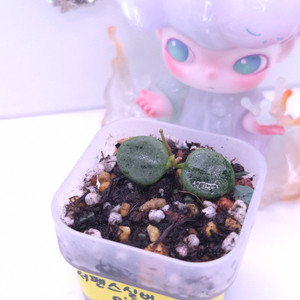 호야 서펜스실버 #no2