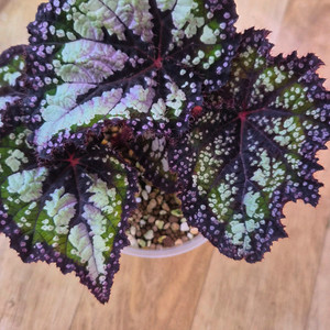 베고니아 페어리테일