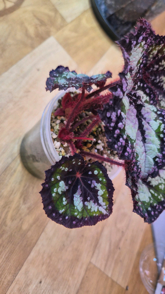 베고니아 페어리테일--1