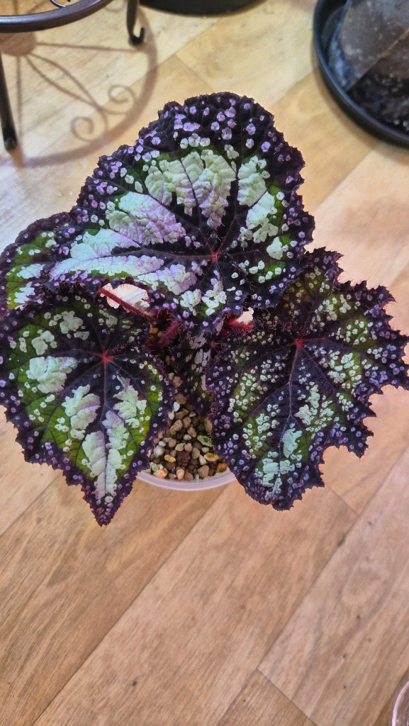 베고니아 페어리테일--2