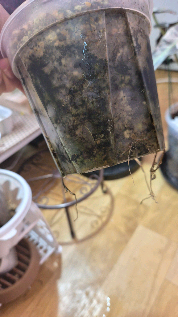 베고니아 페어리테일--3