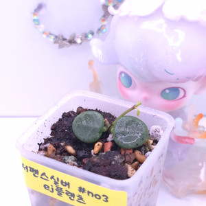 호야 서펜스실버 #no3