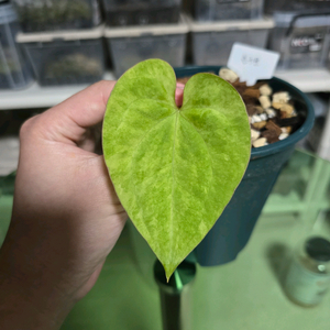 안스리움 하이브리드 바리에가타 (블루문)