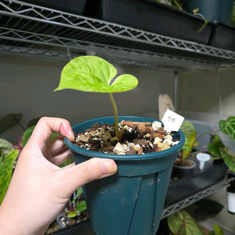 안스리움 하이브리드 바리에가타 (블루문)--1