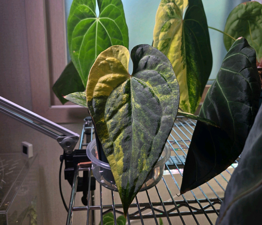 안스리움 하이브리드 바리에가타 (블루문)--2