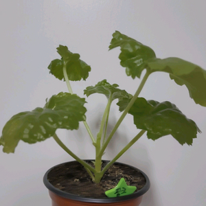 제라늄 핑크판도라 튤립형제라늄 0.6