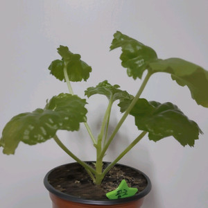 제라늄 핑크판도라 튤립형제라늄 0.6