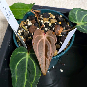 안스리움 칼라블랙키 PM2xPM1