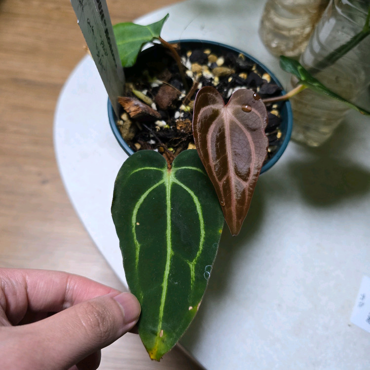 안스리움 칼라블랙키 PM2xPM1--1