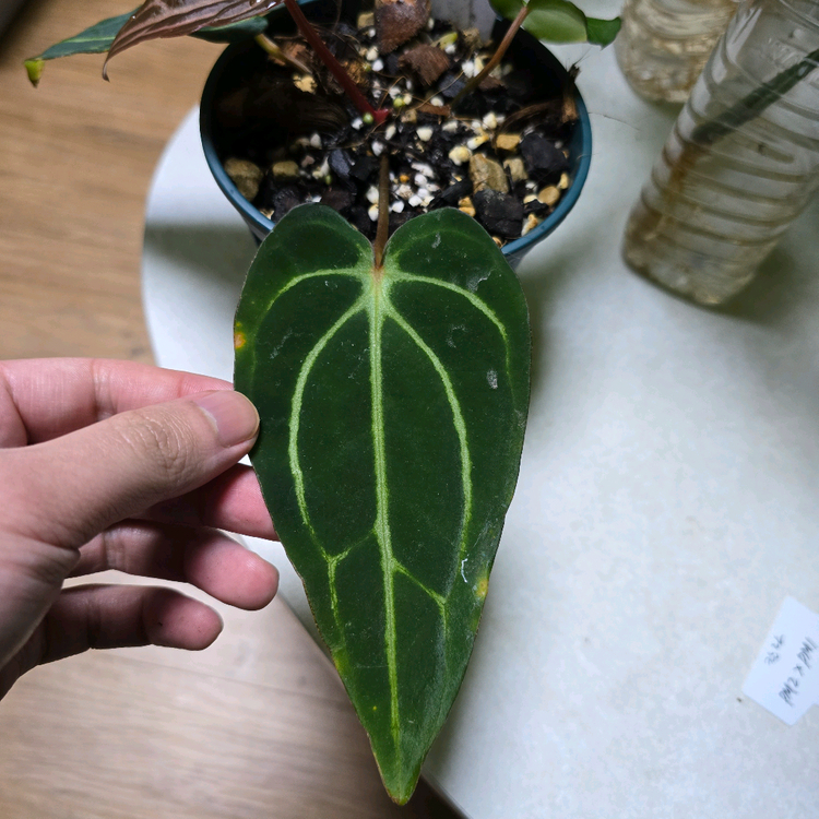 안스리움 칼라블랙키 PM2xPM1--2