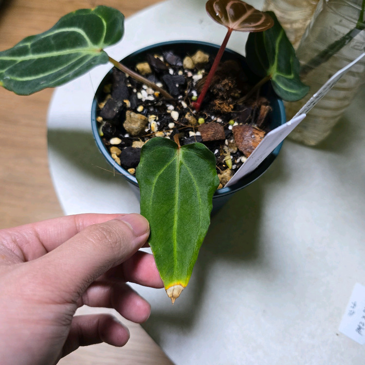 안스리움 칼라블랙키 PM2xPM1--3